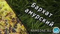 лечебни кадифе