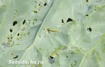 мерките