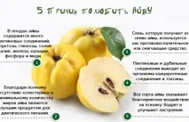 Айва -корисні властивості та протипоказання для здоров’я, рецепти, Здоров’я в будинок айва
