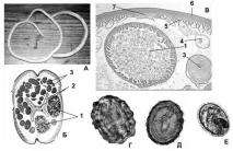 Аскарида людська (Ascaris lumbricoides) аскарида