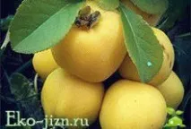 дюля