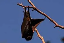 Bats - Evolution - Survival of the Created - в Ukrainian created