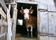 настинки крава