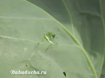 мерките