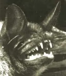 Bats - Evolution - Survival of the Created - в Ukrainian кажанів
