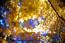 Боке – велика сила художньої фотографії! ФотоХто сила