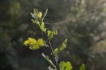 Боке – велика сила художньої фотографії! ФотоХто боке