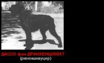 Чорний тер’єр історія породи чигасово собак