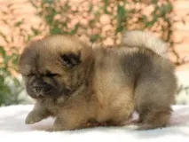 свойства свойства