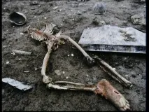Чечня, грудень 1994 року, жорсткіфото! року