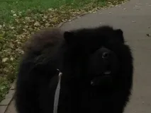 свойства куче