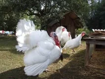 Бройлерні індики опис кращих порід фото кращих