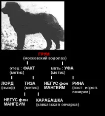 Чорний тер’єр історія породи чигасово чорний