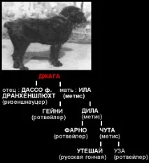 Чорний тер’єр історія породи чигасово чорний