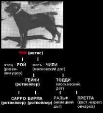 Чорний тер’єр історія породи чигасово породи