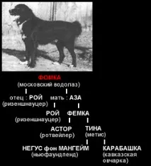 Чорний тер’єр історія породи чигасово собак