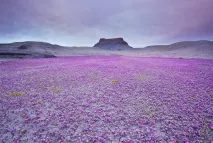 анза цъфтяща