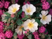 цъфтяща цъфтяща