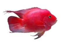 papaga cichlasoma