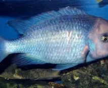 Cyrtocara moorii cyrtocara