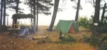 Дикий відпочинок у лісі __________