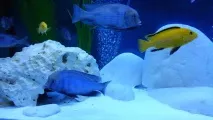 избор отличен