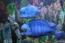 избор синя