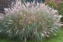 Декоративні злаки та трави для осіннього саду види, особливості посадки, поєднання з іншими декоративні