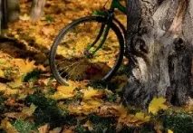 Дикий відпочинок у лісі лісі