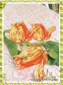 новачків