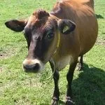 Джерсейська корова історія виникнення та опис породи, особливості утримання, плюси та мінуси виникнення