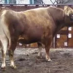 Джерсейська корова історія виникнення та опис породи, особливості утримання, плюси та мінуси корова