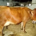 Джерсейська корова історія виникнення та опис породи, особливості утримання, плюси та мінуси виникнення