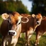 Джерсейська корова історія виникнення та опис породи, особливості утримання, плюси та мінуси джерсейська