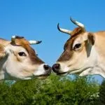 Джерсейська корова історія виникнення та опис породи, особливості утримання, плюси та мінуси корова