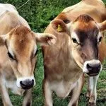 Джерсейська корова історія виникнення та опис породи, особливості утримання, плюси та мінуси виникнення