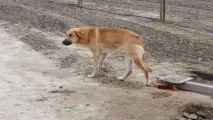 който пронизващото