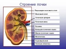 бъбречен бъбречен