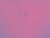 дейност експертиза