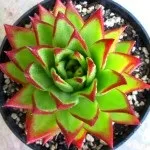 echeveria трансплантация