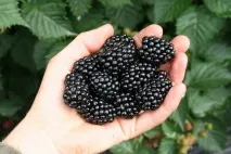 описание blackberry