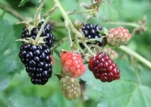 blackberry описание