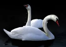 снимки снимки