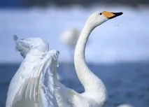 снимки снимки