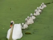 животни снимки