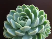 echeveria грижа