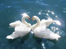 животни животни