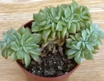 размножаване echeveria