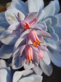 echeveria възможни