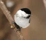 стена къщата къщички птици